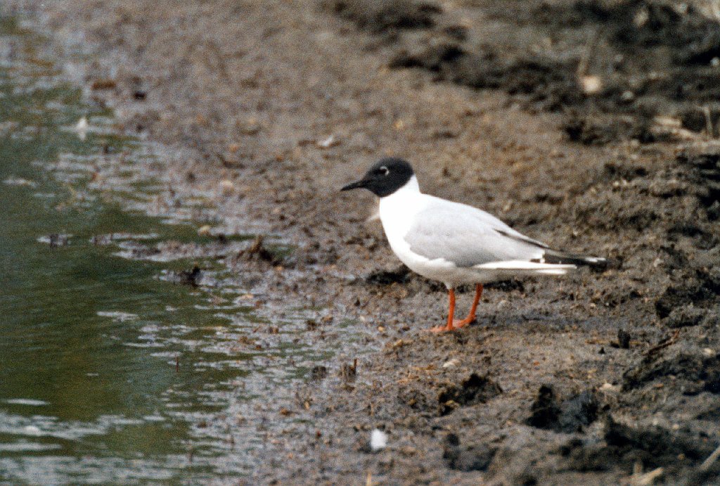 Gull, Bonaparte's, Anchorage  Alaska 05-1996 B06P14I02.jpg - Bonaparte's Gull